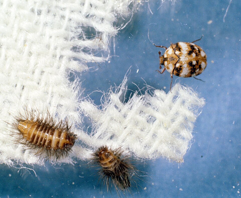 Anthrenus flavipes larvae adult wool