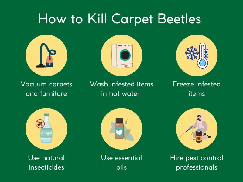 how to get rid of carpet beetles