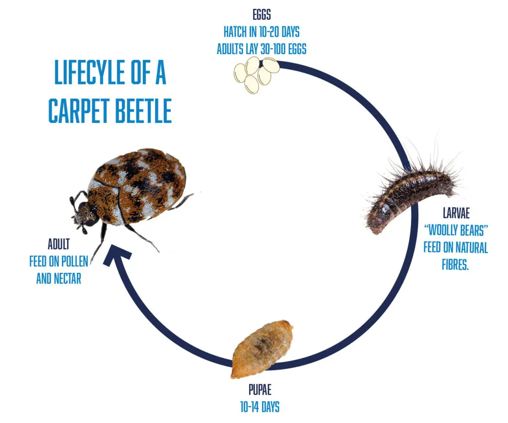 lifecycle of carpet beetles