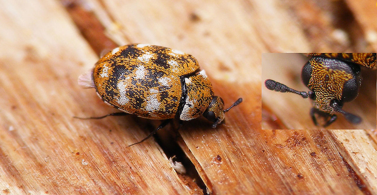 Varied Carpet Beetle (Anthrenus verbasci)