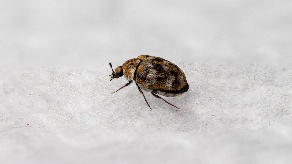carpet beetles