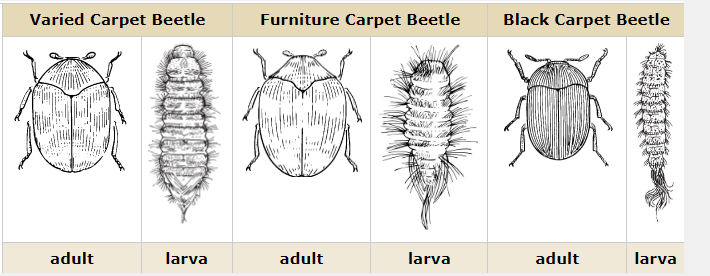 identifying carpet beetles